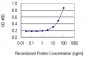 RRAS2 Antibody (monoclonal) (M01)
